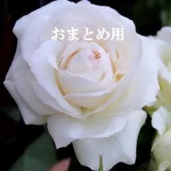 あや様　花の種おまとめ用