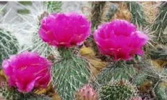 opuntia hystricina DJF 1138 サボテン オプンチアのサムネイル