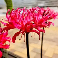 ペロ【プロフィールに注意事項あり】様 リクエスト 2点 まとめ商品