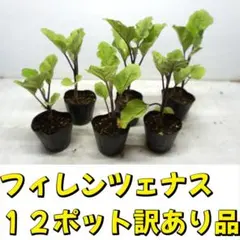 2026年最新】ナス 苗 フィレンツェの人気アイテム - メルカリ
