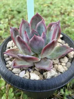 多肉植物　エケベリア　レッドブラックサバス　極美苗
