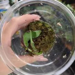 モンステラデュビア クライムリーフ ラフィドフォラ 観葉植物 レア観葉のサムネイル