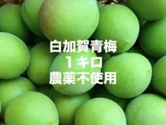 【栽培期間中農薬不使用】群馬県産 白加賀青梅 梅酒 梅シロップ用　1kg以上のサムネイル