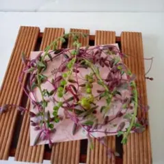 初心者詰め合わせ 「ドルフィン・ルビー・グリーンネックレス/3種」多肉植物