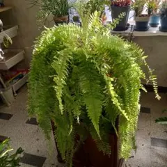 2026年最新】ネフロレピス ハッピーマーブルの人気アイテム - メルカリ