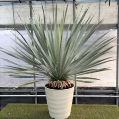 2025年最新】ユッカロストラータ 実生の人気アイテム - メルカリ