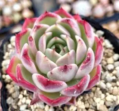 No68 シムランスブスタマンテhyb×花うらら 抜き苗 発送方法① 多肉