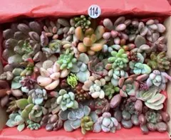 【114】多肉植物 カット苗 詰め合わせ 訳あり