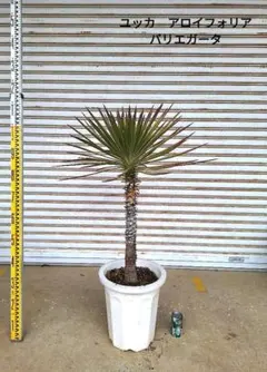 2026年最新】ユッカアロイフォリアの人気アイテム - メルカリ