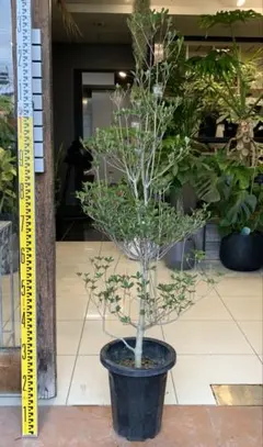 2025年最新】ドウダンツツジの人気アイテム - メルカリ