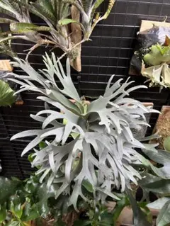 トキントキンの一級品‼️】veitchii wild 板付け株 - メルカリ