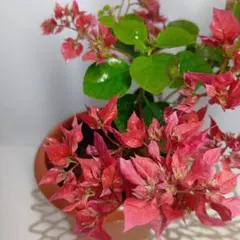 2026年最新】ブーゲンビリア苗の人気アイテム - メルカリ