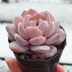 2026年最新】多肉植物抜き苗の人気アイテム - メルカリ