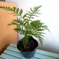 2026年最新】苗木・植木 コニファー・針葉樹の人気アイテム - メルカリ
