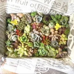 フォロワー様888人*感謝セット*そのまま飾れる多肉植物の寄せ植え 4