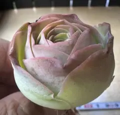 ぽ*ぽ様 No.c84グリーノビア　若画　アエオニウム　多肉植物撮影11月15