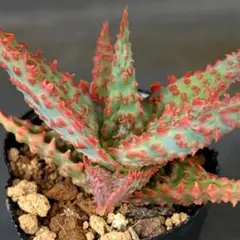 Aloe castilloniae アロエ カスティロニアエ - メルカリ
