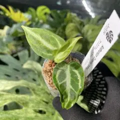 2026年最新】アンスリウムハイブリッドの人気アイテム - メルカリ