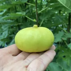 2026年最新】いちじく沼の人気アイテム - メルカリ