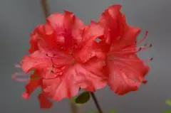 サイカイツツジ 小苗　山野草　花　ポット苗のサムネイル