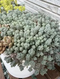 多肉植物 セダム ミモザ15カット&斑入りパリダム25カット - メルカリ