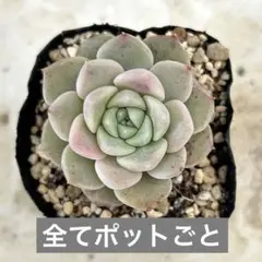 おがちゃん！✿プロフ必読✿様 リクエスト 2点 まとめ商品