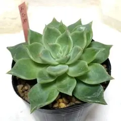 つぶつぶ屋✡️札付き 誾千代 ✡️多肉 抜き苗 つぶー 寄せ植 2025年最新】つぶつぶ屋 多肉植物の人気アイテム - メルカリ