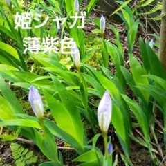 きみちゃん様 リクエスト 2点 まとめ商品