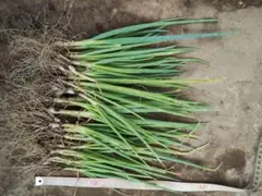 カキツバタ 苗 たぶん雲井の鶴 1番 一株 - メルカリ