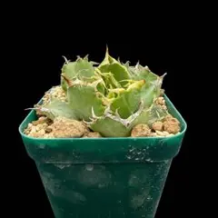 2025年最新】アガベフィリグリーの人気アイテム - メルカリ