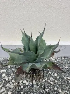 2026年最新】オルカ アガベの人気アイテム - メルカリ