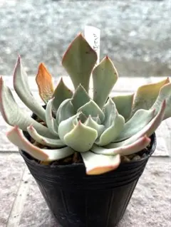 孤高の趣味部屋様 リクエスト 4点 まとめ商品