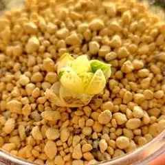 2026年最新】ハオルチア 錦の人気アイテム - メルカリ