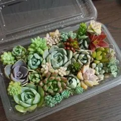 ◇寄せ植え　カット苗詰め合わせ　ジャシリーシルエットつぶつぶ多肉おもち小梅花団錦のサムネイル