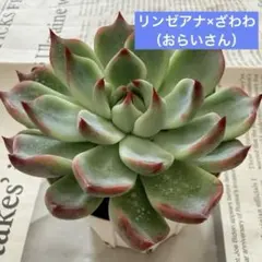 2026年最新】中里リンゼアナの人気アイテム - メルカリ