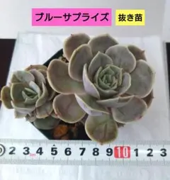 年に1度の大セール5苗セット￥1000 ブルースピード - メルカリ