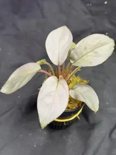 Homalomena sp. Silver powder Singkep - メルカリ