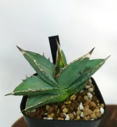 2025年最新】ネームドアガベの人気アイテム - メルカリ