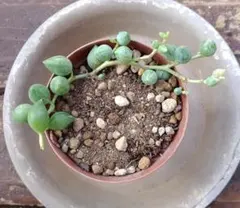 多肉植物 エンジェルティアーズ錦 カット苗 - メルカリ