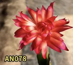 れい様 リクエスト 3点 まとめ商品