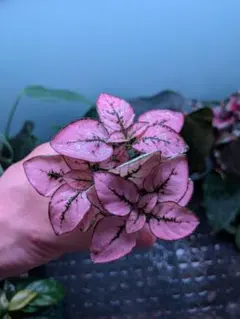 アクアリー様 リクエスト 3点 まとめ商品