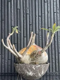 ともさ様 リクエスト 2点 まとめ商品