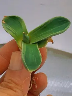 2025年最新】アガベのパリートランカータの人気アイテム - メルカリ