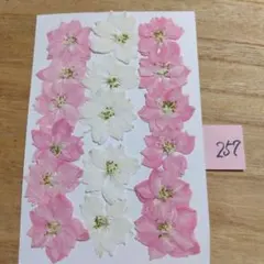 押し花 NO.351 千鳥草色々 - メルカリ