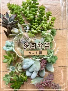 おまかせ多肉弁当カット苗のサムネイル