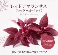 綺麗で美味しい　メーカ種子 レッドアマランサス（レッドベルベット）種 約500粒のサムネイル