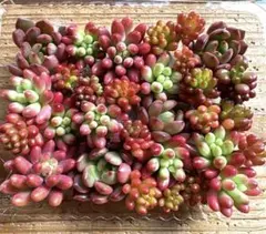 多肉植物❤️エケベリア 韓国苗 セダム❤️寄せ植え 詰め合わせ つぶつぶセット