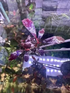 爆睡 sp.ブラウニーゴーストカリマンタン　2株 ブセファランド ラ sp.ブラウニーゴーストカリマンタン 2株 - メルカリ