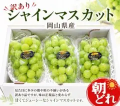 訳あり シャインマスカット 岡山県産 3パック 即購入可能箱抜き1.2キロほど 訳あり シャインマスカット 岡山県産 3パック 即購入可能箱抜き1.2キロ