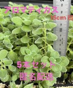 アロマティカス発根済苗 5本セット 匿名配送